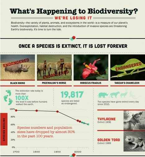 Infographic: What's Happening to Biodiversity? | Rainforest CLASSROOM | Scoop.it