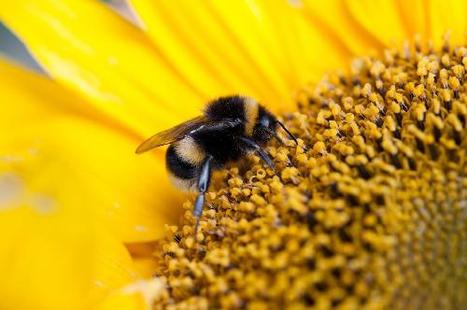 Abeilles : la sécurité alimentaire en danger | Variétés entomologiques | Scoop.it