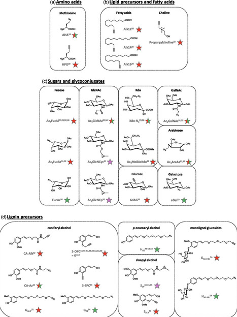 From Molecule to Meaning: Click and Bioorthogonal Chemical Reporters for Plant Systems, Biological Imaging, and Artistic Expression | cbc | RMH | Scoop.it