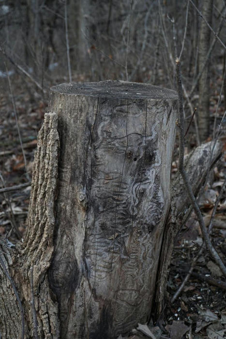 Strange markings in some felled trees in Ontario. Any ideas as to what they could be? : ecology | Strange Ontario | Scoop.it