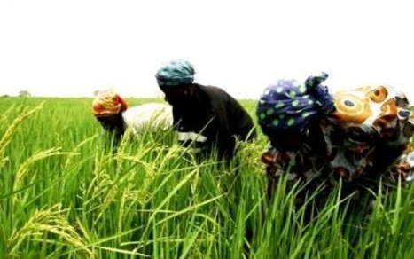 Casamance : les paysans disposent d’un matériel agricole vétuste | Questions de développement ... | Scoop.it