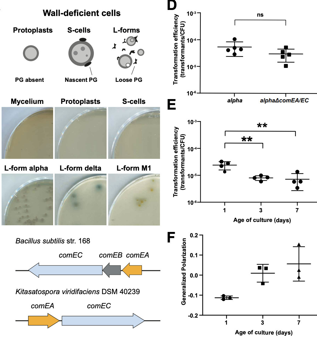 DNA uptake by cell wall-deficient bacteria reve...