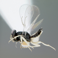 Can Scientists (and Wasps) Save Orange Juice? [Slide Show and Video]: Scientific American | Plant Biology Teaching Resources (Higher Education) | Scoop.it