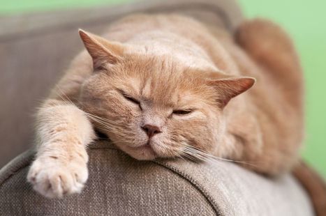 Seitsemän tapaa, joilla kissa parantaa terveyttäsi | 1Uutiset - Lukemisen tähden | Scoop.it