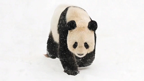 WWF France - 40 ans | Cabinet de curiosit&eacute;s num&eacute;riques | Scoop.it