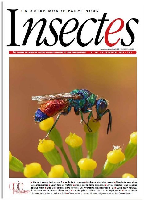 Le contenu du prochain numéro d' Insectes, le n°187 (4e tr. 2017) | Variétés entomologiques | Scoop.it