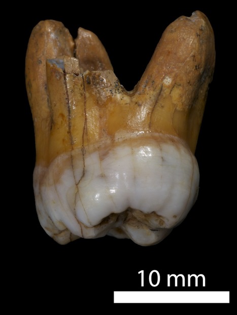 High quality Denisovan genome sheds light on human evolution | Amazing Science | Scoop.it