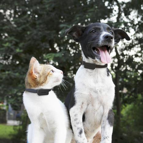 Peur De Perdre Votre Chien Ou Votre Chat Voic