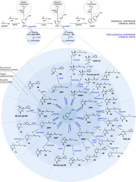 Expanding the terpene biosynthetic code with non-canonical 16 carbon atom building blocks | Nature Communications | SynBioFromLeukipposInstitute | Scoop.it