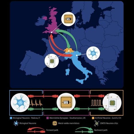 Biological and artificial neurons connect and communicate online | Toulouse networks | Scoop.it