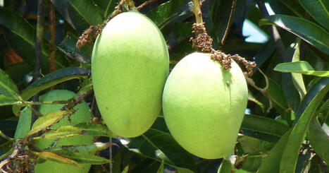 MANGUE : L&rsquo;incroyable destin d&rsquo;un fruit voyageur | ALIMENTATIONS | Scoop.it