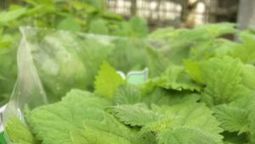 mausteet | yle.fi | 1Uutiset - Lukemisen t&auml;hden | Scoop.it