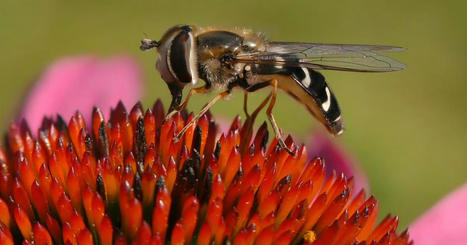 European hoverfly species information to be gathered in EU funded project | World Science Environment Nature News | Scoop.it
