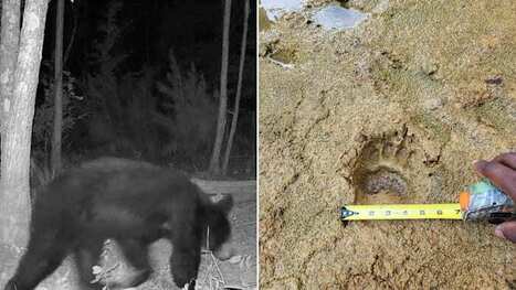 East Texas sees uptick in black bear sightings, prompting caution | Industry 411 - Waste Management | Scoop.it