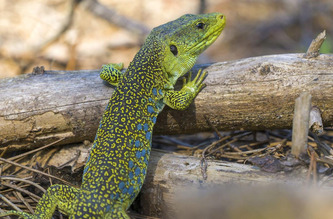 Incendies en Gironde et dans les Landes&nbsp;: l&rsquo;Office fran&ccedil;ais de la biodiversit&eacute; s&rsquo;inqui&egrave;te des impacts sur les esp&egrave;ces &agrave; enjeu de conservation | Nouvelle-Aquitaine | Scoop.it