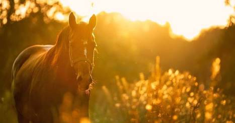Occitanie - Découvrez les 10 lauréats de l'appel à projets d'Agritourisme 2020 | Activités de Pleine Nature, tourisme vert en  Occitanie | Scoop.it