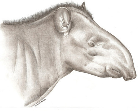 New tapir? Scientists dispute biological discovery of the century | Rainforest CLASSROOM | Scoop.it