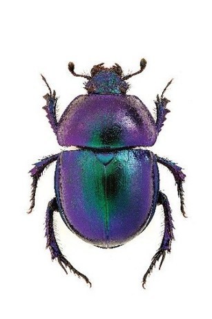 Entomophagie aux journées "Bio-Inspiration" | IMREDD | Scoop.it