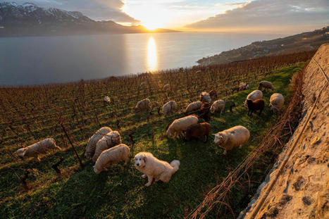 Lavaux insolite – Dans les vignes, les patous veillent sur les moutons | (Macro)Tendances Tourisme & Travel | Scoop.it