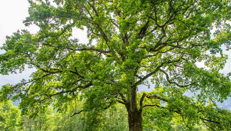 À ÉCOUTER - Un label pour protéger les arbres "remarquables" [Podcast France inter 4 mn] | ECOLOGIE - ENVIRONNEMENT | Scoop.it