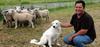 Avec un chien patou les bêtes sont bien gardées | Loup | Scoop.it