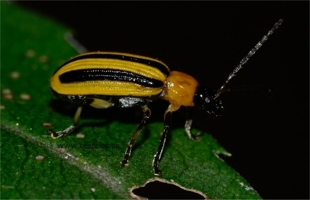 Chrysomèle rayée du concombre et lutte intégrée | EntomoNews | Scoop.it