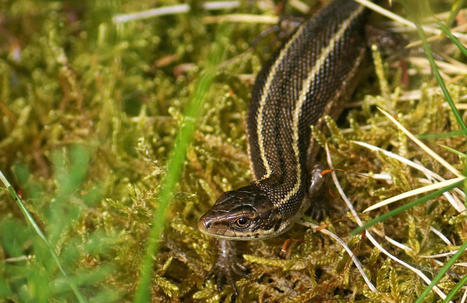Massif landais : le lézard vivipare va mourir de chaud | Histoires Naturelles | Scoop.it