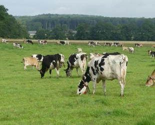 Tripl’XL : La vache et l’herbe pâturée réservent encore des surprises | Lait de Normandie... et d'ailleurs | Scoop.it