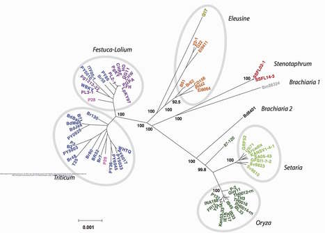 bioRxiv: Gene flow between divergent cereal- and grass-specific lineages of the rice blast fungus Magnaporthe oryzae (2017) | Plant Pathogenomics | Scoop.it