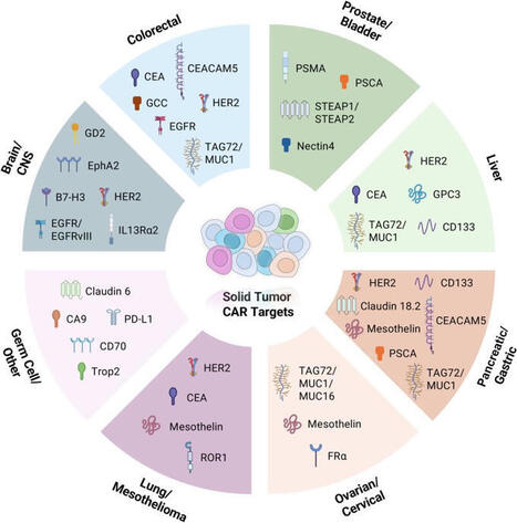 𝗖𝗔𝗥-𝗧 𝗶𝗻 𝘀𝗼𝗹𝗶𝗱 𝘁𝘂𝗺𝗼𝗿𝘀 - 𝗮 𝗿𝗲𝘃𝗶𝗲𝘄 🧠 𝗔 𝗽𝗮𝗽𝗲𝗿 𝗮 𝗱𝗮𝘆 𝗸𝗲𝗲𝗽𝘀 𝗯𝗿𝗮𝗶𝗻 𝗱𝗲𝗰𝗮𝘆 𝗮𝘄𝗮𝘆 🧠 Monday 16 March 2026 𝘚𝘰𝘭𝘪𝘥 𝘵𝘶𝘮𝘰𝘳 𝘊𝘈𝘙-𝘛 𝘤𝘦𝘭𝘭&hellip; | A... | Immunology and Biotherapies | Scoop.it