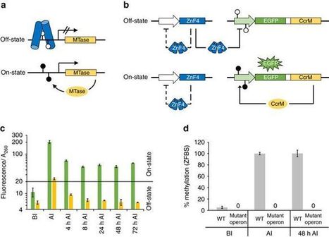 Design of synthetic epigenetic circuits featuring memory effects and reversible switching based on DNA methylation NComm | RMH | Scoop.it