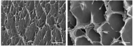 Development of Cell-derived Extracellular Matrices to Enhance Bone Regeneration | iBB | Scoop.it