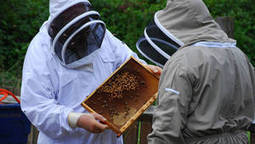 Le silence des abeilles - Documentaires vid&eacute;os (reportages & vid&eacute;os) | Sociologie du num&eacute;rique et Humanit&eacute; technologique | Scoop.it