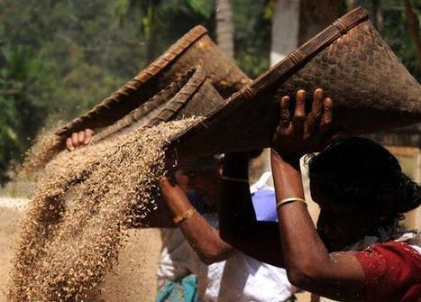 The rice is right - The Hindu | The Asian Food Gazette. | Scoop.it