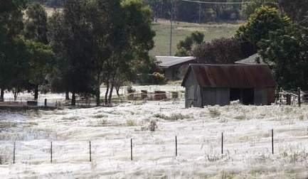 D'immenses toiles d'araignées envahissent la campagne australienne | Mais n'importe quoi ! | Scoop.it