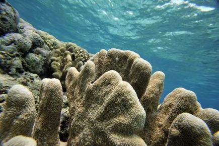 Grave épisode de blanchissement du corail dans le Pacifique nord | Toxique, soyons vigilant ! | Scoop.it