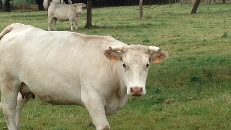 March&eacute; mondial de la viande bovine Ill&eacute;gales &agrave; 80%, les importations en Chine &eacute;chappent aux contr&ocirc;les des autorit&eacute;s | Actualit&eacute;s de l'&eacute;levage | Scoop.it