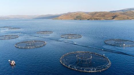 Scottish salmon producers warn of 'huge' Brexit burden | Macroeconomics: UK economy, IB Economics | Scoop.it