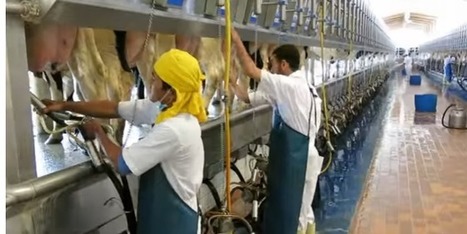La plus grande ferme laitière du monde est saoudienne | Lait de Normandie... et d'ailleurs | Scoop.it