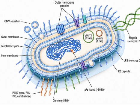 Global Probiotic Markets Meet Synthetic Biology: Translational Challenges and Escherichia coli Nissle 1917 as a Model Chassis | mdpi | RMH | Scoop.it