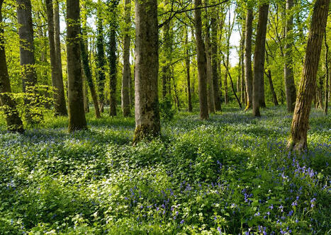 Une for&ecirc;t qui continue de s'&eacute;tendre et de se fragiliser, une production biologique et une captation de carbone qui se stabilisent | Lettre de veille du 8 octobre 2026 | Scoop.it