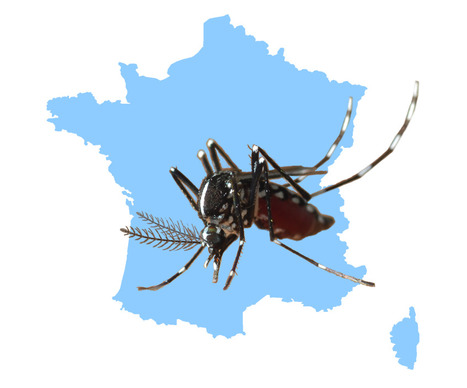 Aveyron, Gers, Haut-Rhin s'ajoutent à la liste des départements où les moustiques constituent une menace pour la santé de la population | EntomoNews | Scoop.it