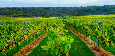 Du vin de Bourgogne bient&ocirc;t au Br&eacute;sil&nbsp;? Quand le terroir vacille - The conversation | Pour innover en agriculture | Scoop.it