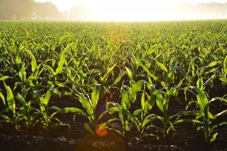 « OGM cachés », le gouvernement nous prend pour les cobayes des firmes agrochimiques | Questions de développement ... | Scoop.it
