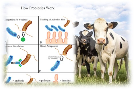 Un probiotique pour stimuler la production laitière ? | Lait de Normandie... et d'ailleurs | Scoop.it