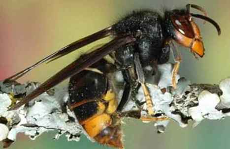 Les envahisseurs ail&eacute;s sont de retour | EntomoNews | Scoop.it