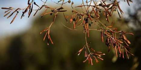 Des oliviers touchés par la bactérie Xylella fastidiosa en Corse | EntomoNews | Scoop.it