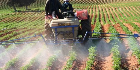 ALG&Eacute;RIE : Mise en valeur de terre agricole: Les crit&egrave;res d&rsquo;acc&egrave;s au foncier | CIHEAM Press Review | Scoop.it