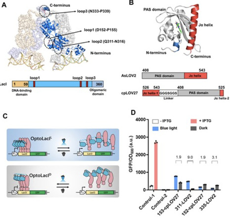 OptoLacI: optogenetically engineered lactose op...