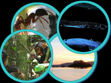 Congrès "Biodiversity in a rapidly changing world", 28-29 Avril 2022 : La biodiversité dans un monde en mutation rapide | EntomoScience | Scoop.it